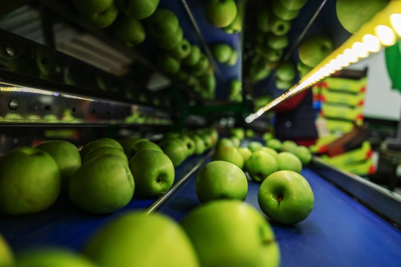 green apples on a conveyor belt